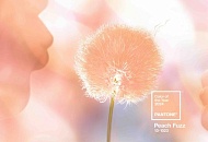 Цвет 2024 года Peach Fuzz: идеи для макияжа